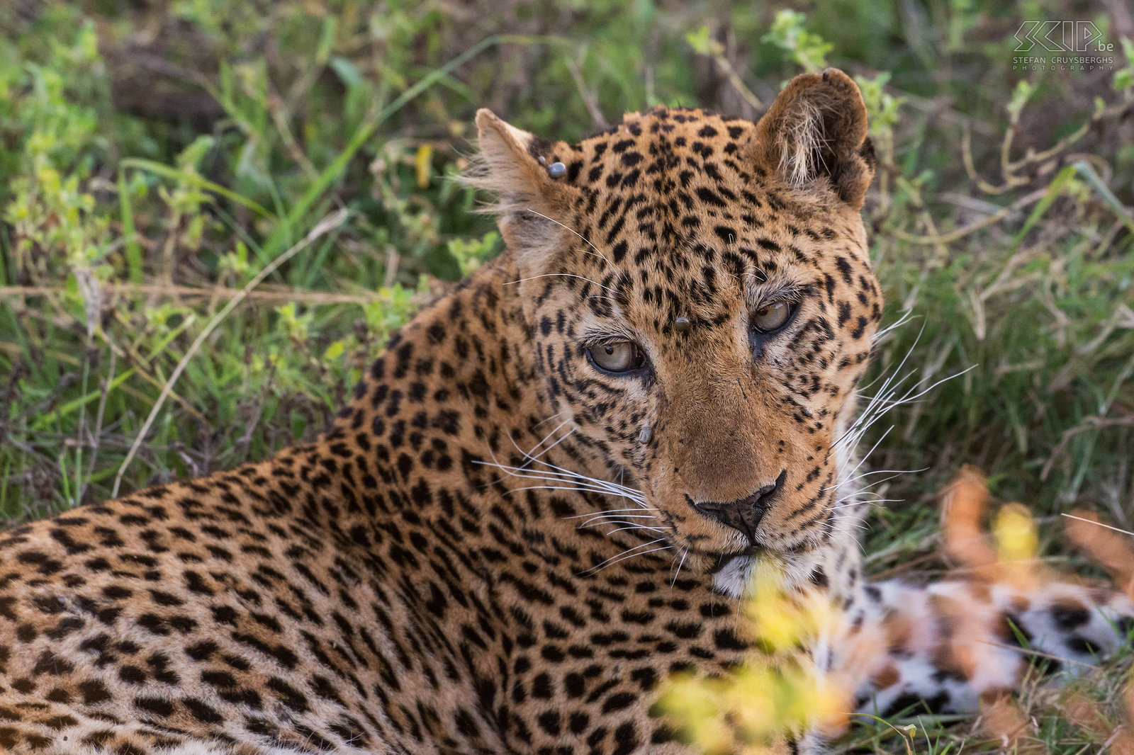 South Luangwa - Close-up leopard (Panthera pardus) Stefan Cruysberghs